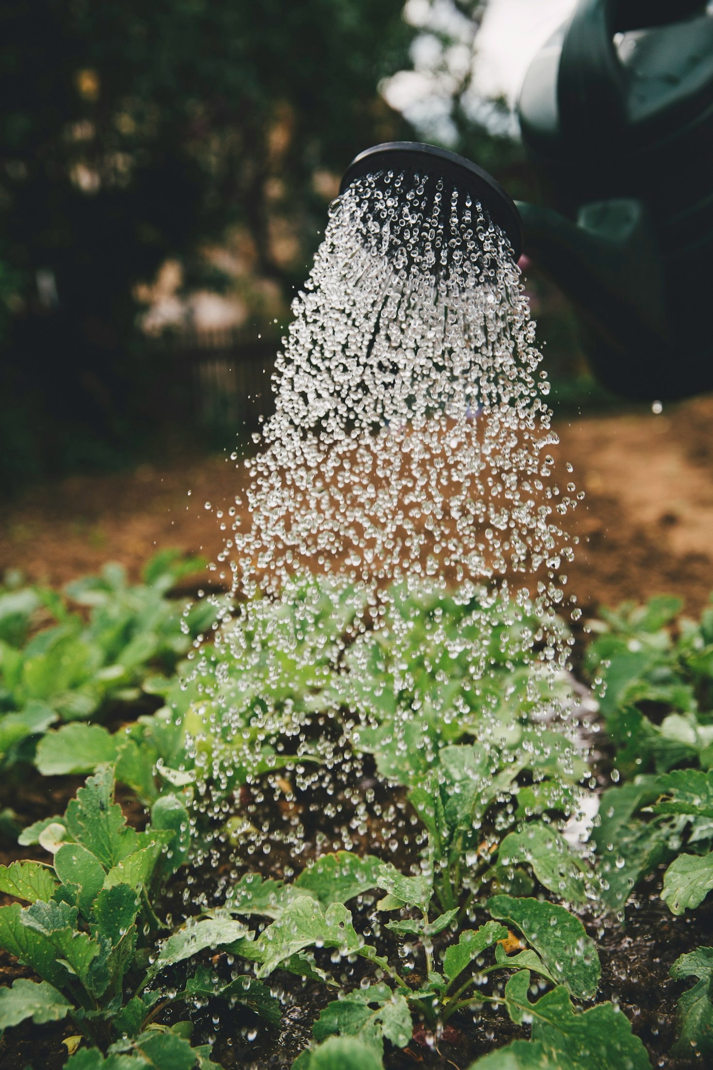 Women Pioneers in Renewable Energy and Farming