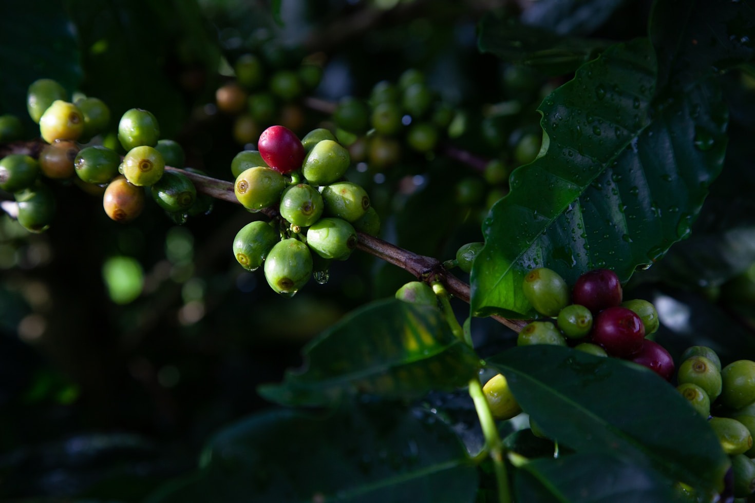 Agroforestry: Combating Land Degradation and Food Insecurity