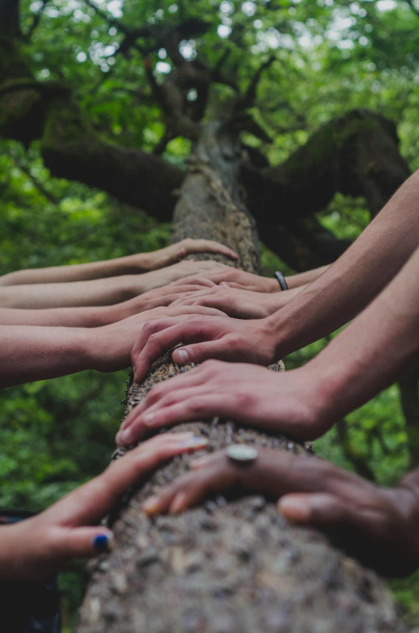 Exploring the Holistic Benefits of Agroforestry Practices